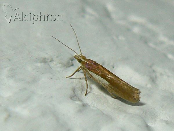 Ypsolopha parenthesella