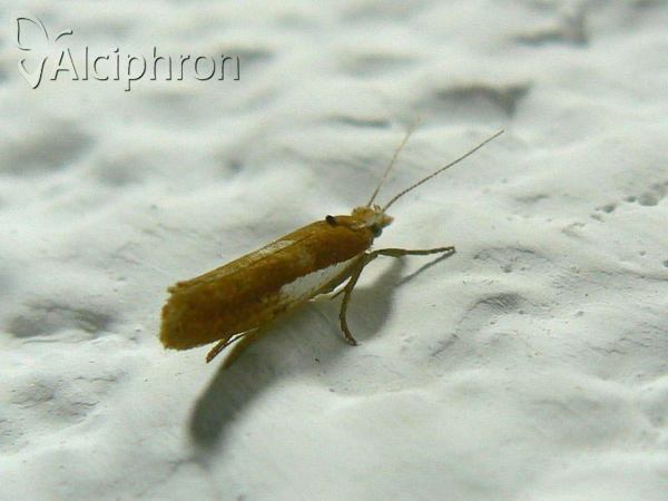 Ypsolopha parenthesella