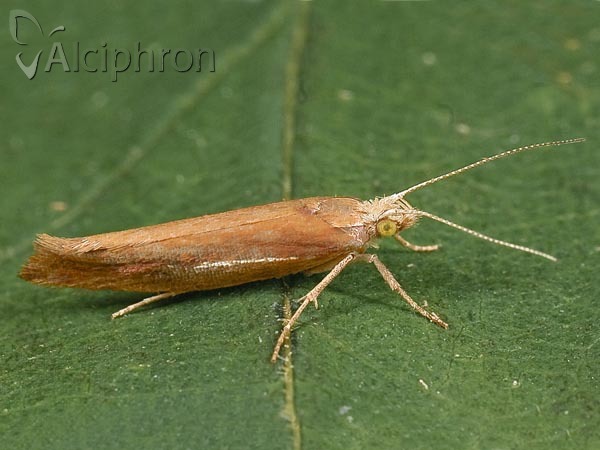 Ypsolopha parenthesella