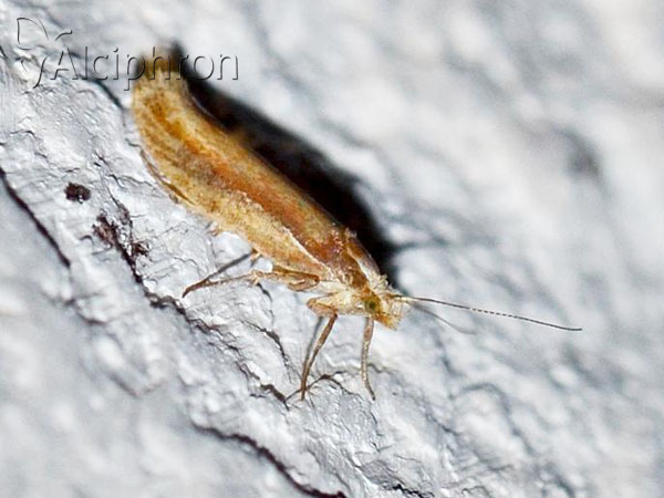 Ypsolopha parenthesella