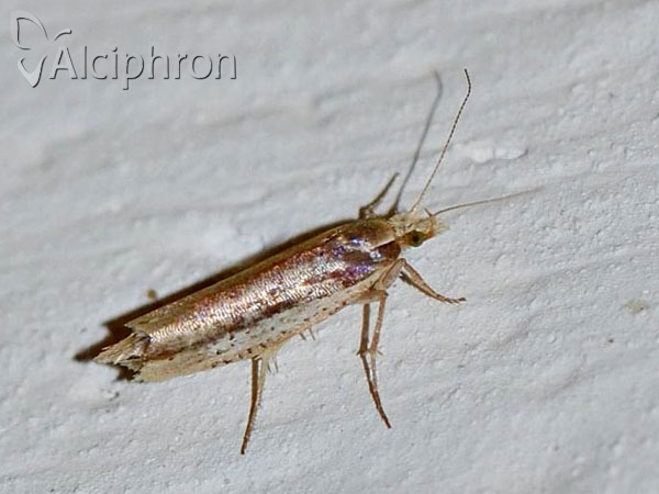Ypsolopha parenthesella