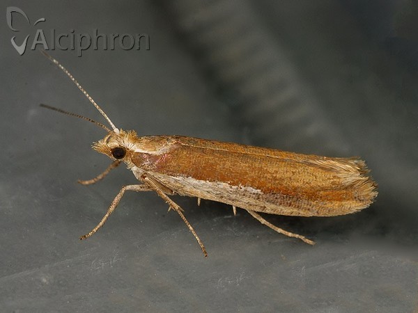 Ypsolopha parenthesella