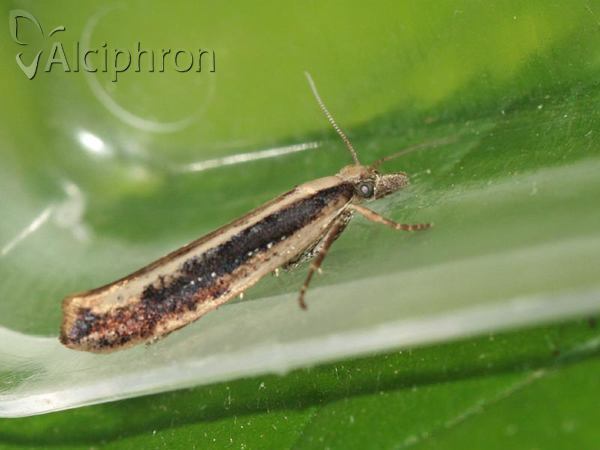 Ypsolopha ustella