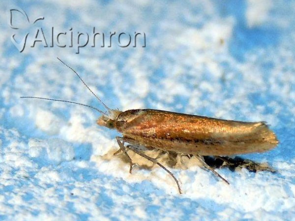 Ypsolopha ustella