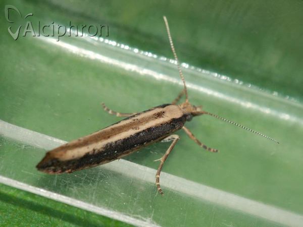 Ypsolopha ustella
