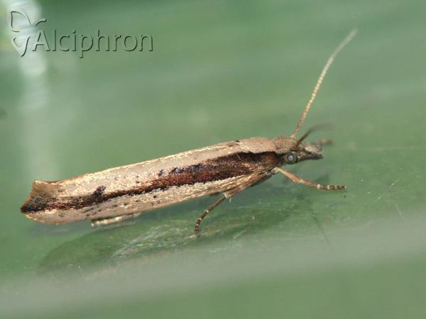 Ypsolopha ustella