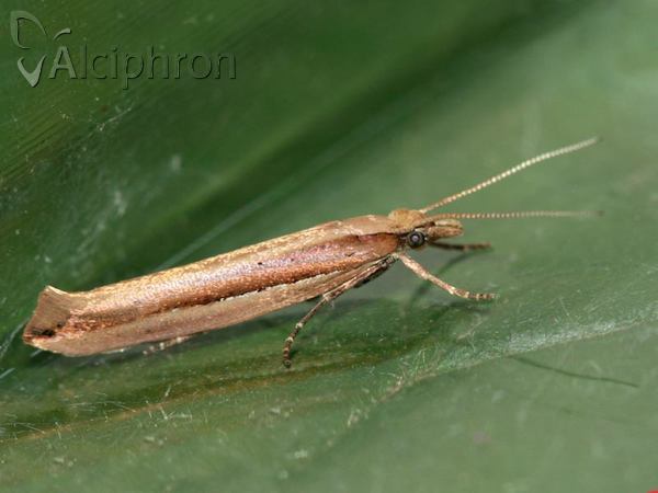 Ypsolopha ustella