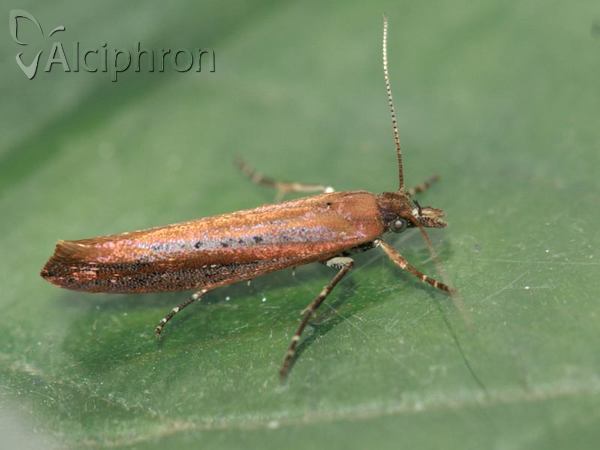 Ypsolopha ustella