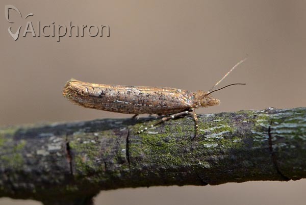 Ypsolopha ustella