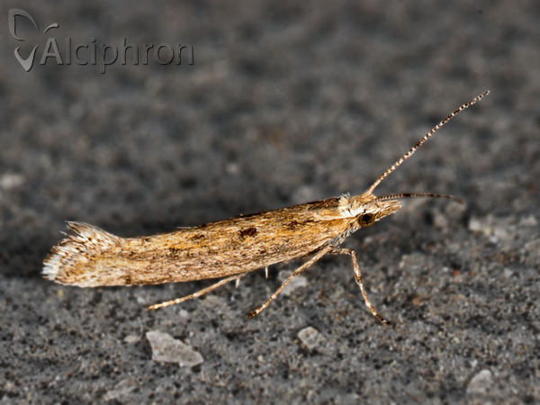 Ypsolopha ustella