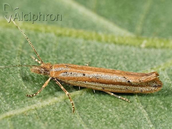 Ypsolopha ustella