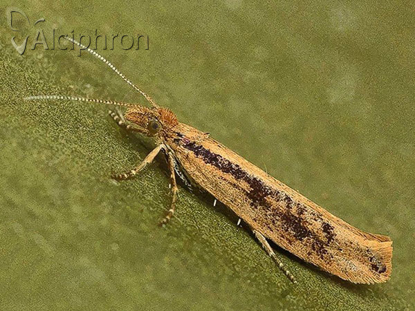 Ypsolopha ustella
