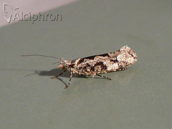 Ypsolopha sequella