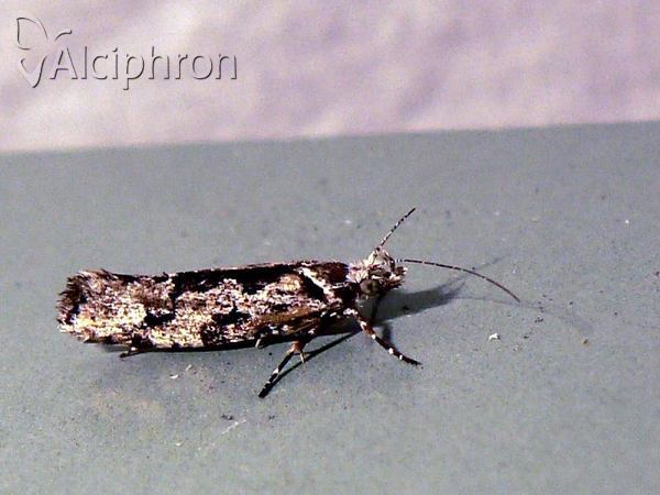 Ypsolopha sequella