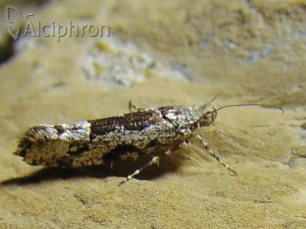 Ypsolopha sequella