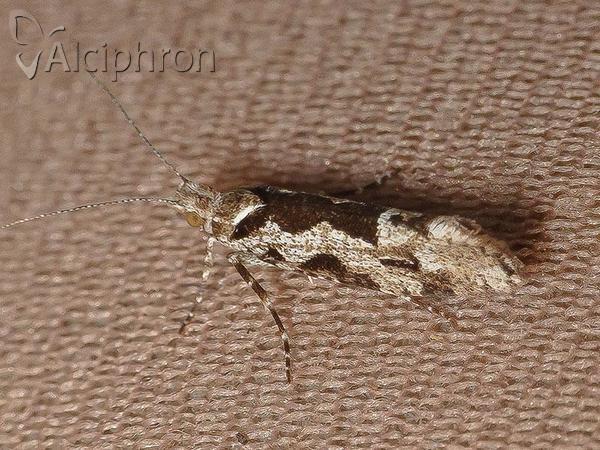 Ypsolopha sequella