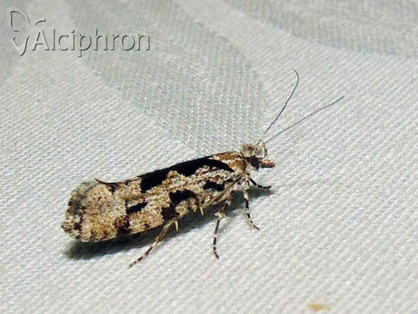 Ypsolopha sequella