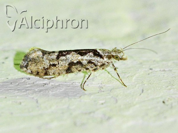 Ypsolopha sequella