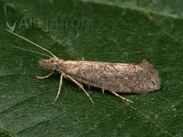 Ypsolopha chazariella