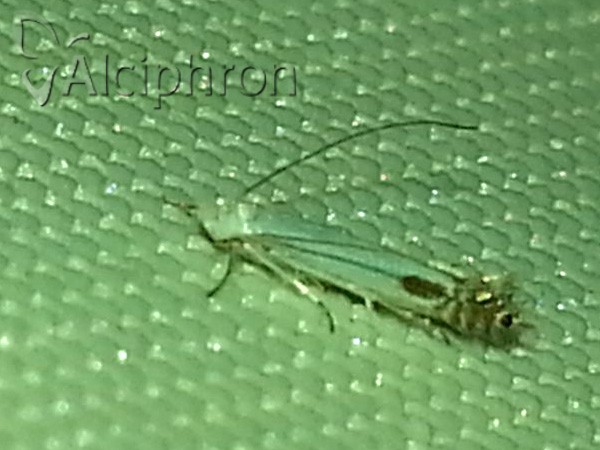 Lyonetia clerkella
