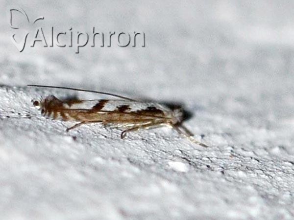 Lyonetia prunifoliella