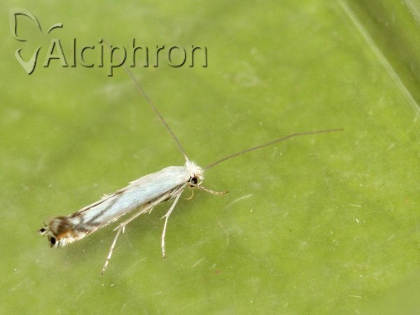 Lyonetia prunifoliella