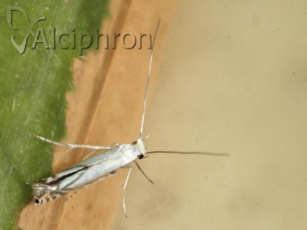 Lyonetia prunifoliella