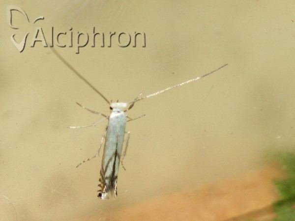 Lyonetia prunifoliella