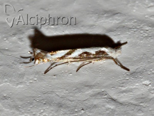 Lyonetia prunifoliella