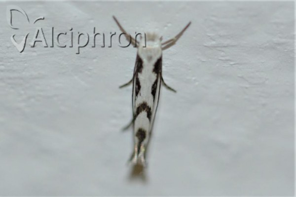 Lyonetia prunifoliella