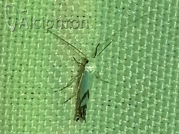 Lyonetia prunifoliella
