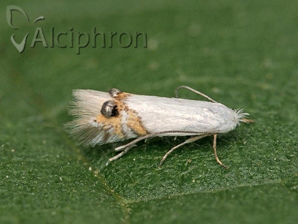 Leucoptera sinuella