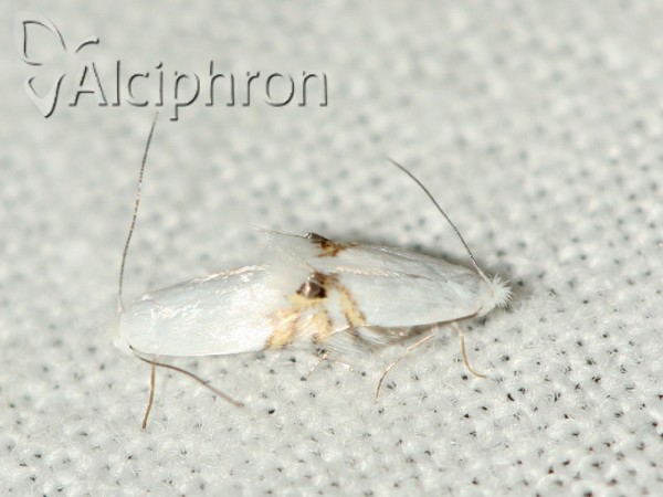 Leucoptera sinuella