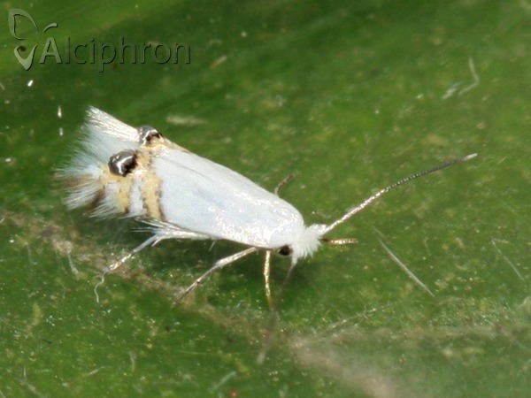 Leucoptera sinuella