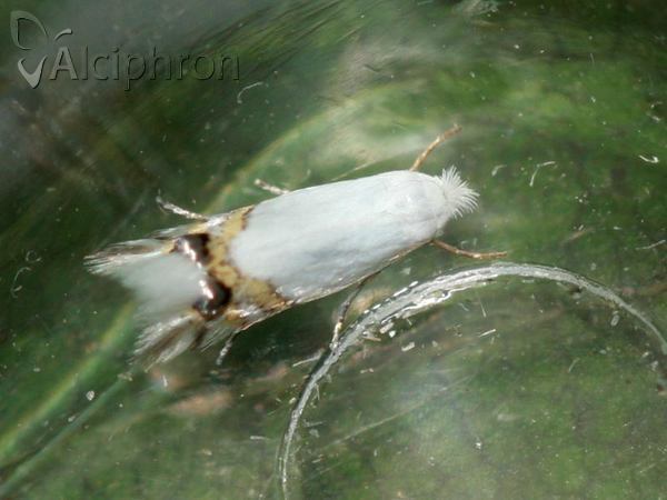 Leucoptera sinuella