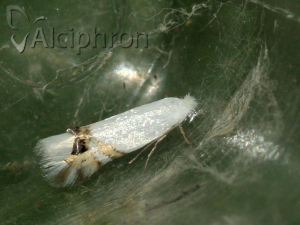 Leucoptera sinuella