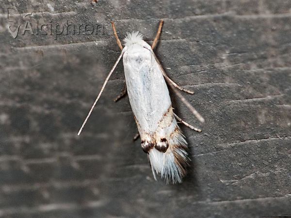 Leucoptera sinuella