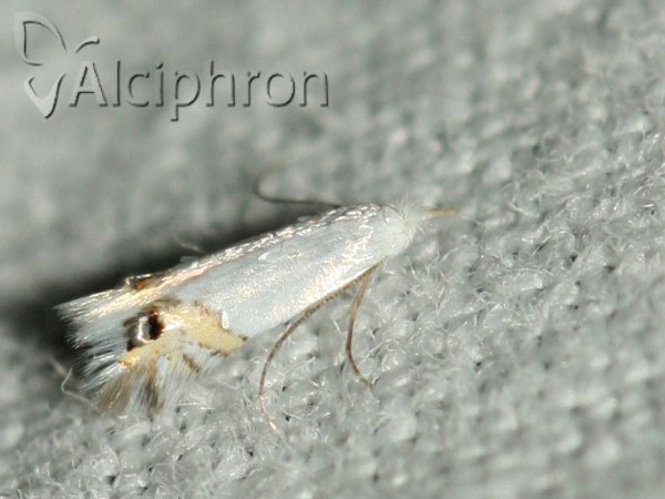 Leucoptera sinuella