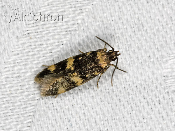 Oegoconia quadripuncta