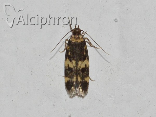 Oegoconia quadripuncta