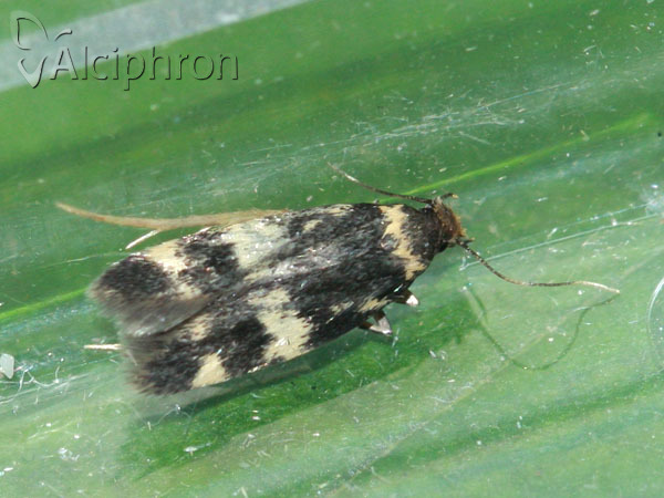 Oegoconia quadripuncta