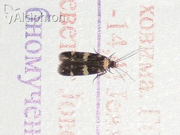 Oegoconia quadripuncta