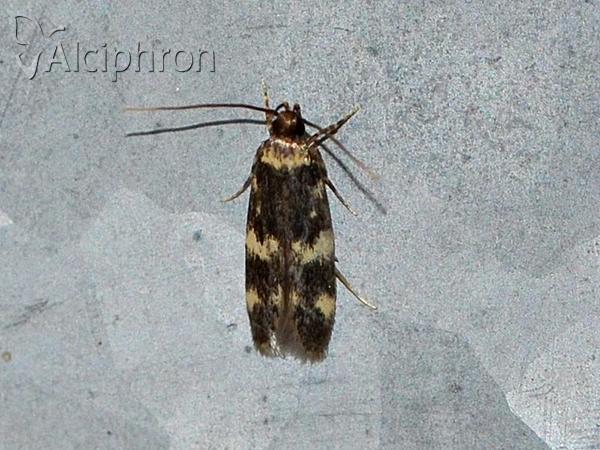 Oegoconia quadripuncta