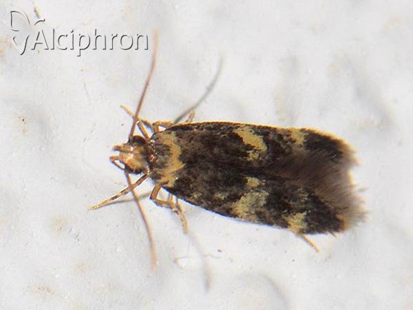 Oegoconia quadripuncta