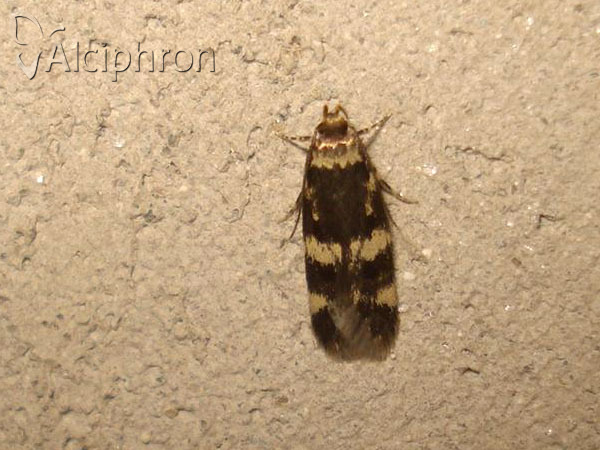 Oegoconia quadripuncta