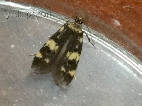 Oegoconia quadripuncta