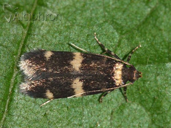 Oegoconia deauratella