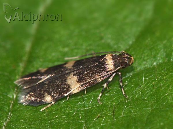 Oegoconia deauratella