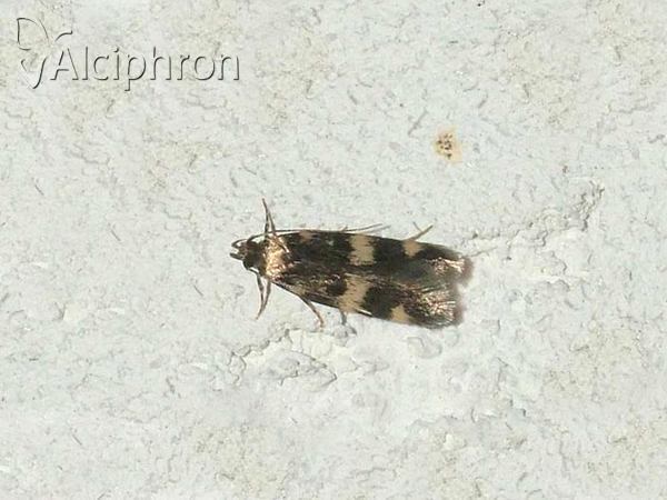 Oegoconia deauratella