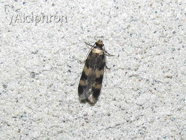 Oegoconia deauratella